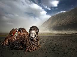 Camel Ride in Ladakh