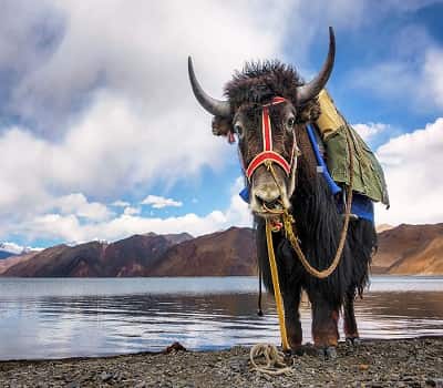 Ladakh Couple Tour Packages