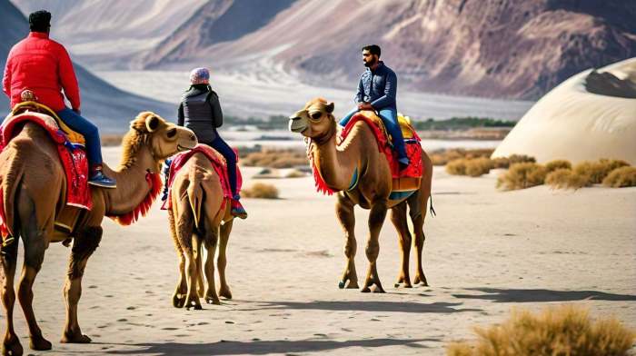 Places to do camel safari in Ladakh
