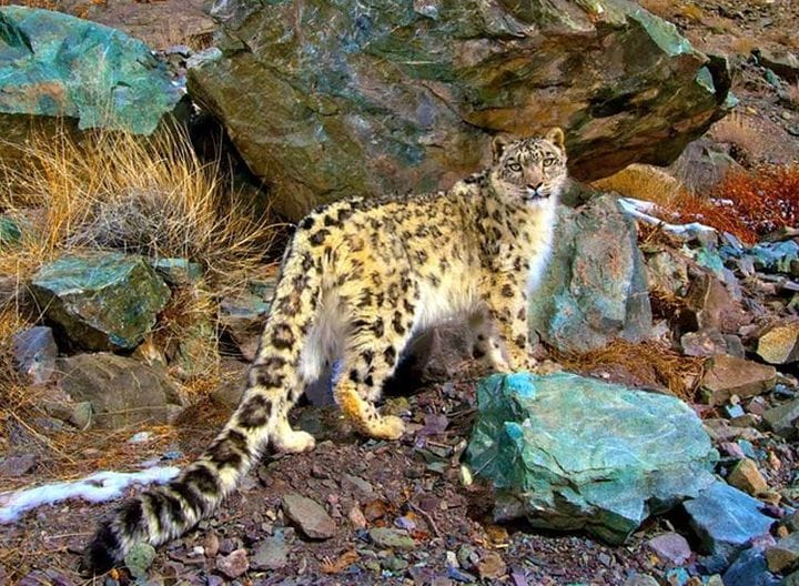 Flora of Hemis National Park Leh