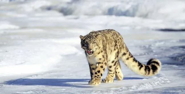 Fauna of Hemis National Park  Ladakh